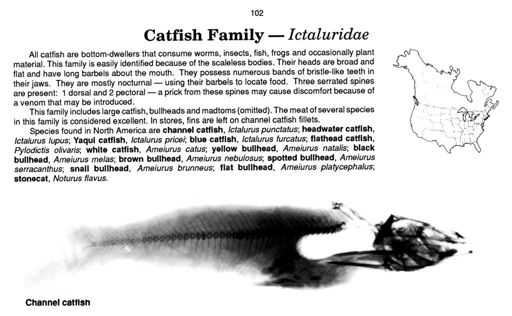 Catfish Family - Ictaluridae All catfish are bottom-dwellers that consume worms, insects, fish, frogs and occasionally plant material. This family is easily identified because of the scaleless bodies.