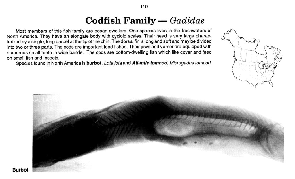 Codfish Family - Gadidae Most members of this fish family are ocean-dwellers. One species lives in the freshwaters of North America. They have an elongate body with cycloid scales.