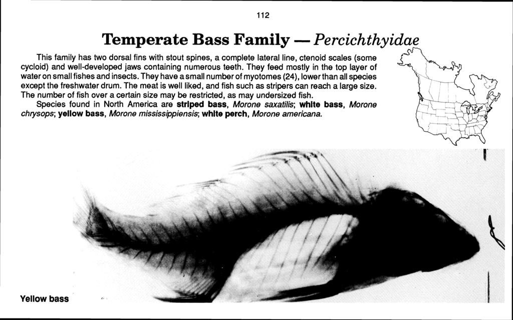 Temperate Bass Family - Percichthyidae fin This family has two dorsal fins with stout spines, a complete lateral line, ctenoid scales (some cycloid) and well-developed jaws containing numerous teeth.