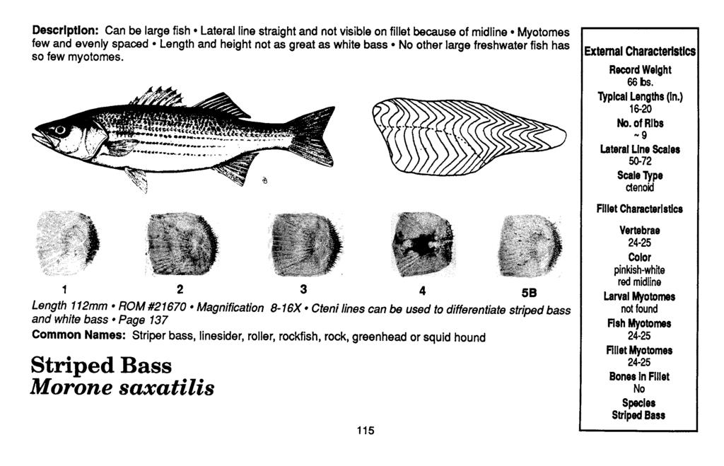 Descrlptlon: Can be large fish Lateral line straight and not visible on fillet because of midline Myotomes few and evenly spaced Length and height not as great as white bass No other large freshwater