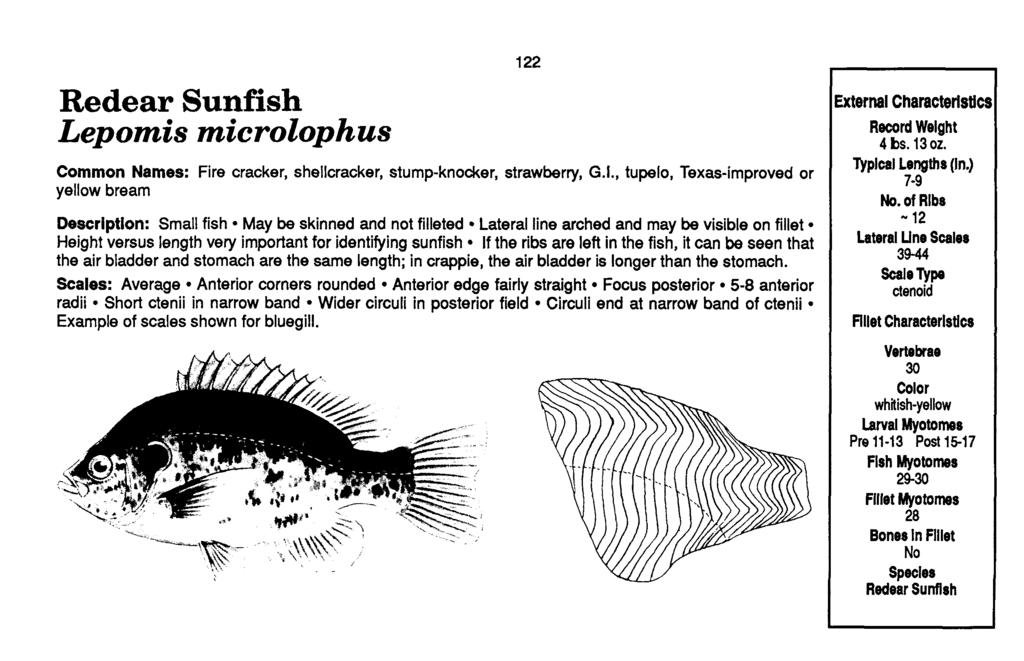 Redear Sunfish Lepomis microlophus Common Names: Fire cracker, shellcracker, stump-knocker, strawberry, G.I.