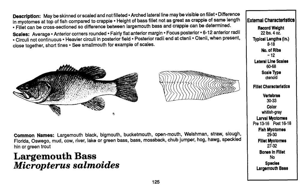 Description: May be skinned or scaled and not filleted Arched lateral line may be visible on fillet Difference in myotornes at top of fish compared to crappie Height of bass fillet not as great as