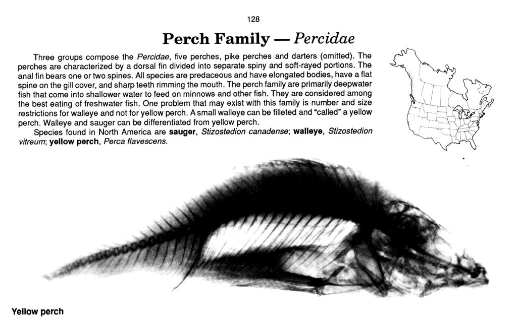 Perch Family - Percidae Three groups compose the Percidae, five perches, pike perches and darters (omitted).