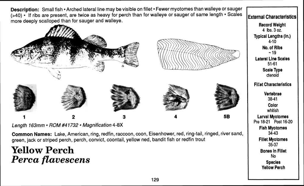Description: Small fish Arched lateral line may be visible on fillet Fewer rnyotomes than walleye or sauger (>40) If ribs are present, are twice as heavy for perch than for walleye or sauger of same