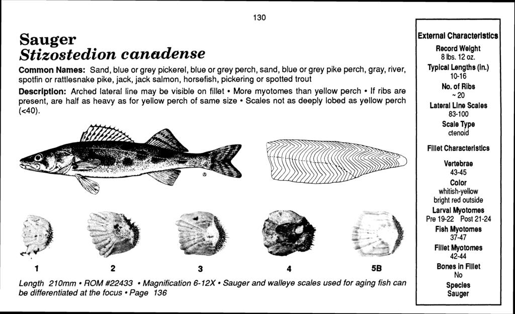 Sauger Stizostedion canadense Common Names: Sand, blue or grey pickerel, blue or grey perch, sand, blue or grey pike perch, gray, river, spotfin or rattlesnake pike, jack, jack salmon, horsefish,