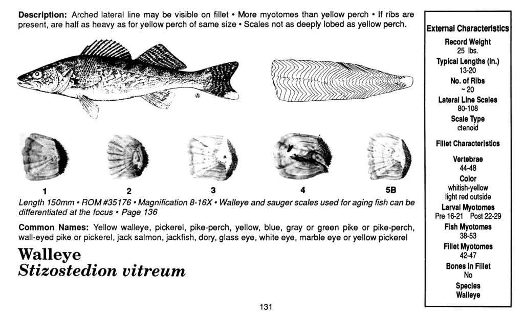 Description: Arched lateral line may be visible on fillet More myotomes than yellow perch If ribs are present, are half as heavy as for yellow perch of same size Scales not as deeply lobed as yellow
