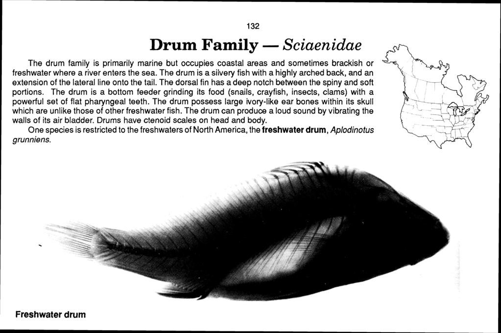 Drum Family - Sciaenidae The drum family is primarily marine but occupies coastal areas and sometimes brackish or freshwater where a river enters the sea.