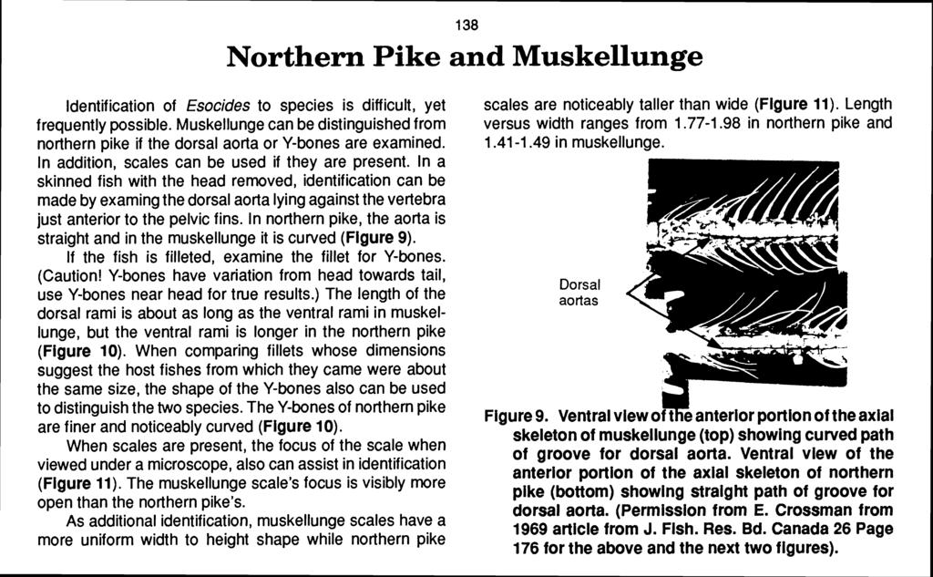 Northern Pike and Muskellunge Identification of Esocides to species is difficult, yet frequently possible.