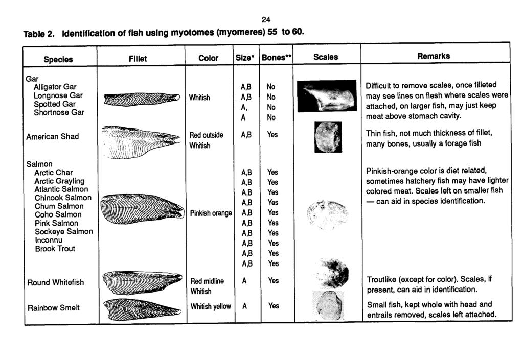 Table 2. Identification of fish using myotomes (myomeres) 55 to 60.