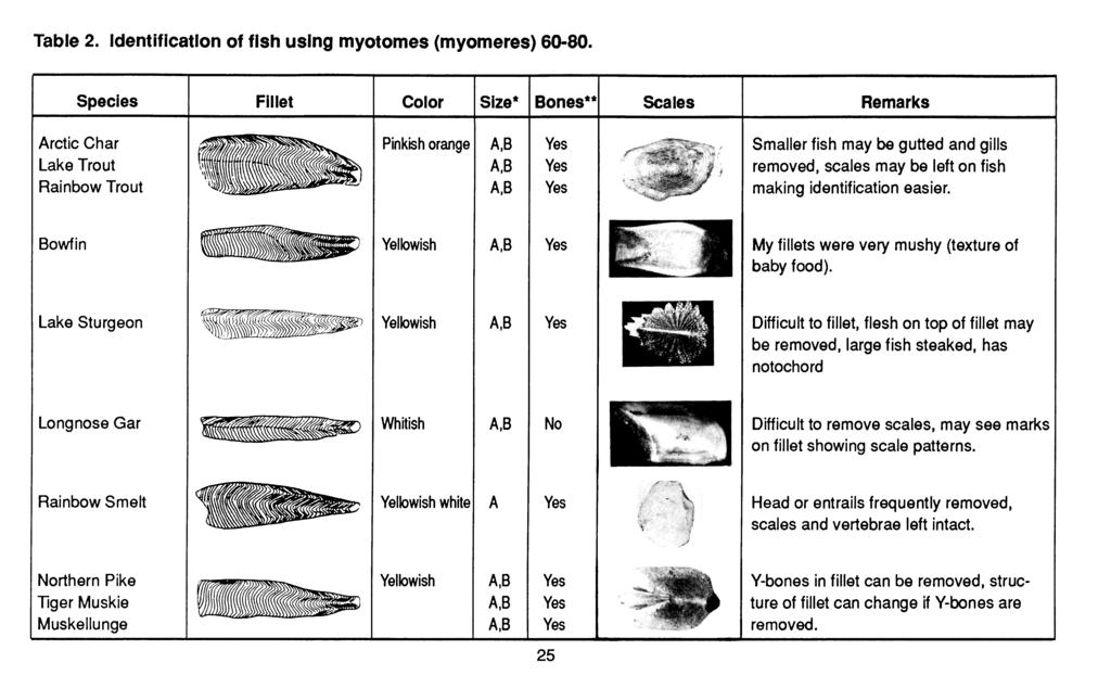 Table 2. Identification of fish using myotomes (myomeres) 60-80. Rainbow Trout Smaller fish may be gutted and gills removed, scales may be left on fish making identification easier.