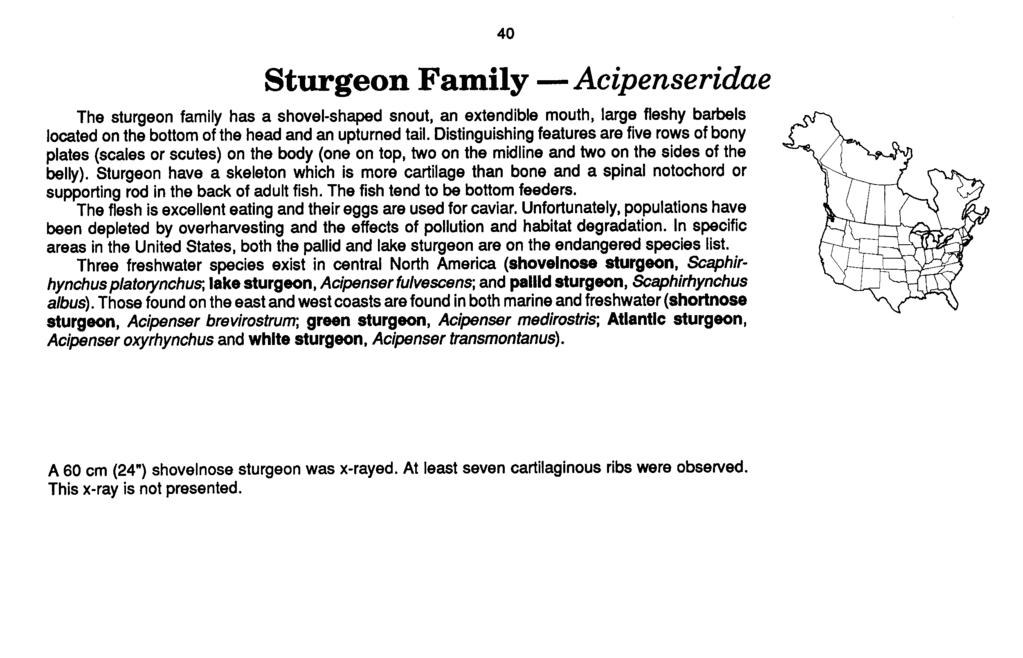 Sturgeon Family - Acipenseridae The sturgeon family has a shovel-shaped snout, an extendible mouth, large fleshy barbels located on the bottom of the head and an upturned tail.