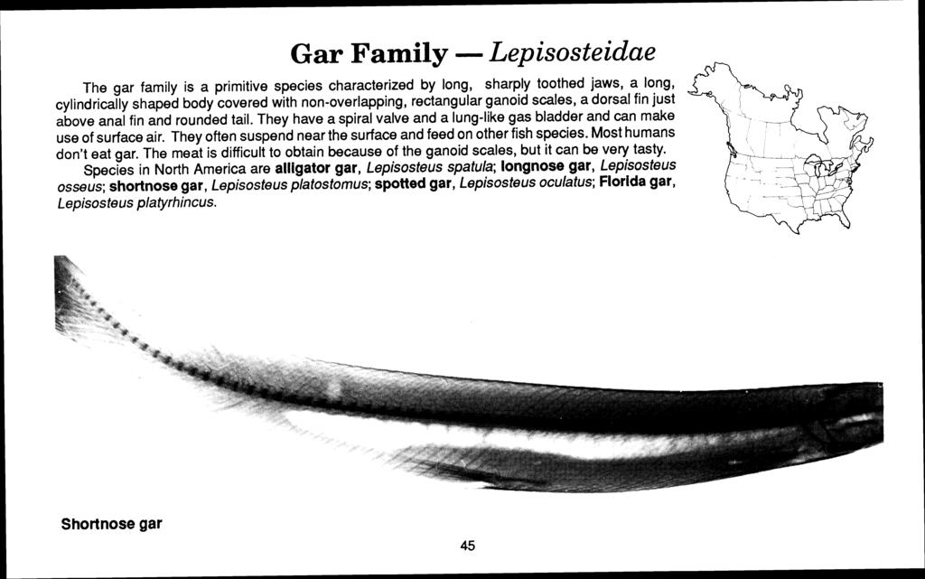 Gar Family - Lepisosteidae The gar family is a primitive species characterized by long, sharply toothed jaws, a long, cylindrically shaped body covered with non-overlapping, rectangular ganoid