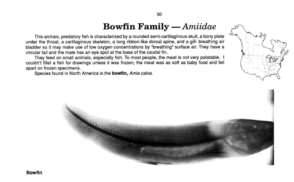 Bowfin Family - Amiidae This archaic, predatory fish is characterized by a rounded semi-cartilaginous skull, a bony plate under the throat, a cartilaginous skeleton, a long ribbon-like dorsal spine,