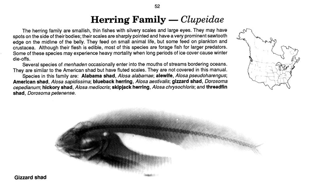Herring Family - Clupeidae The herring family are smallish, thin fishes with silvery scales and large eyes.