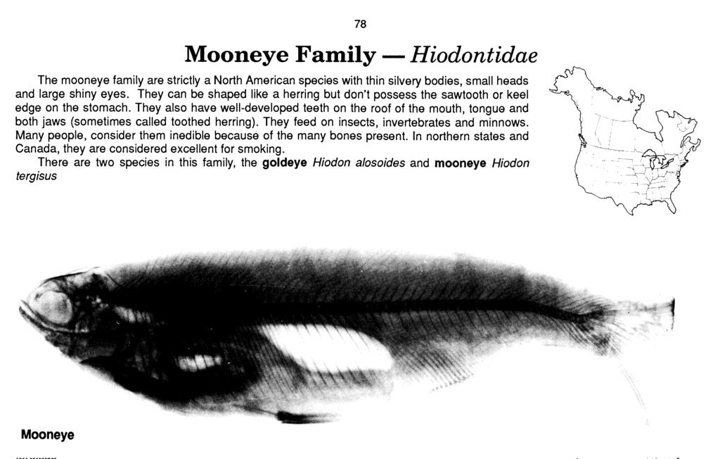 Mooneye Family - Hiodontidae The mooneye family are strictly a North American species with thin silvery bodies, small heads and large shiny eyes.