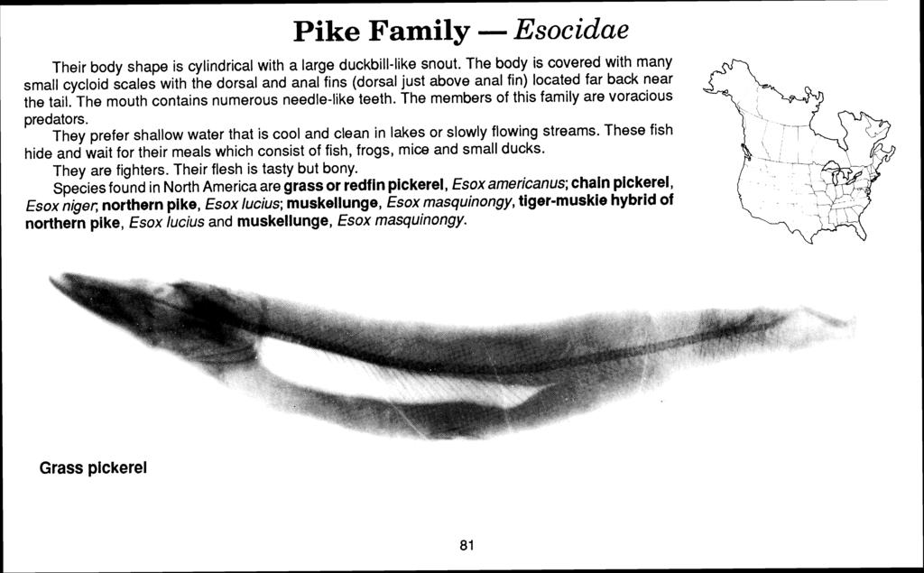 Pike Family - Esocidae Their body shape is cylindrical with a large duckbill-like snout.