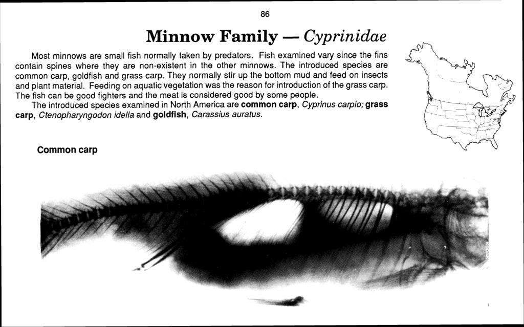 Minnow Family - Cyprinidae Most minnows are small fish normally taken by predators. Fish examined vary since the fins contain spines where they are non-existent in the other minnows.