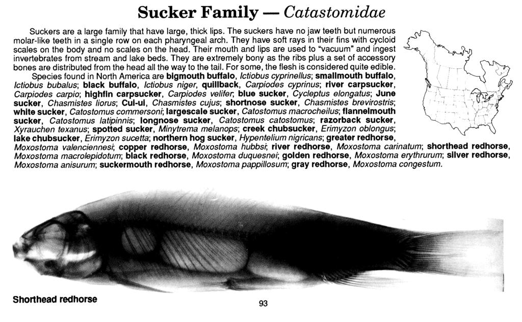 Sucker Family - Catas tomidae Suckers are a large family that have large, thick lips. The suckers have no jaw teeth but numerous molar-like teeth in a angle row on each pharyngeal arch.