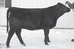 30 Page 8 JGPG EMMA 544C ET Sells as Lot 28. CCRK LIBBY ET Sells as Lot 29.
