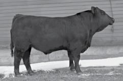 38 Page 10 DLW RED POWER 583U Sire of Lot 35. CPGG MR. GROVE BLACKISH Sells as Lot 36. RLKL RL MR ROMEO Sells as Lot 37.