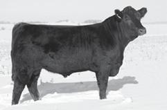 LNR MISS ADMIRAL 662S ET 7 1 54 73 28 56 5-0.23 14 0.34-0.03 58.19 This late January bull is out of Black Mountain and is a good one. He has a big belly, smooth shoulder, big footed, and a wide top.
