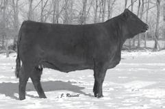 URLACHER M28 ET RSSL MS WELKIN 94W CRSL MS NIKOMA ET 10 1.2 59 87 20 49 4-0.19 23 0.38 0.19 66.66 Ms Baccarat 42B is the real deal, combining feminine design with brood cow potential.