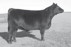 Bred 5-18-15 to Bush s Sure Deal 33 (AMAN17044981). Due 3-01-16. Find more pictures, video, and information on our consignments at www.facebook.com/russelllivestock.