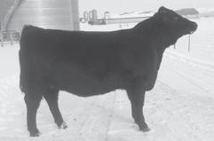 6 65 98 18 50 10-0.09 26 0.22 0.21 75.18 Futurity Eligible. This is a moderate made Balancer female out of the AI sire Good Night that you certainly do not what want to miss.