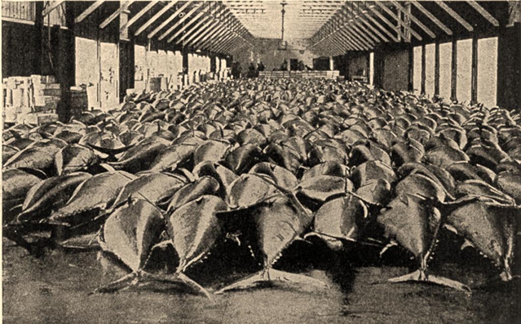Right: Bluefin tuna fill a Danish auction hall, 1946 The research, to appear in a special edition of the peer-reviewed journal Fisheries Research, shows that generations ago Atlantic bluefins