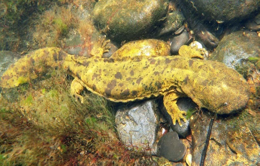Hellbenders are easily identified by the conspicuous fleshy folds of skin that extend along the sides of the body.