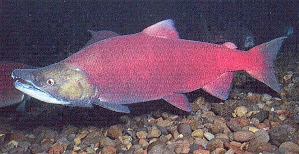 nerka (redfish)