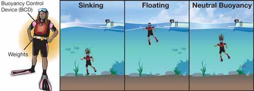 CHAPTER 5: DENSITY AND BUOYANCY Rules for floating and sinking What happened? The rules Neutral buoyancy Low-density objects have a large volume for their mass.