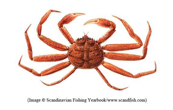 Snow Crab Chionoecetes opilio Canada Traps November 28, 2012 Daniel A.