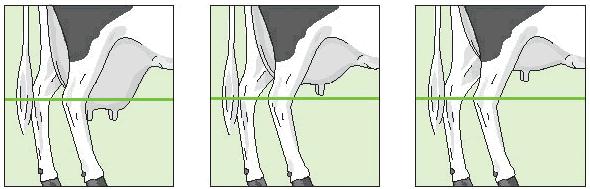 12: Udder Depth The distance from the lowest part of the udder floor to the hock: 1 Below hock 2 Level