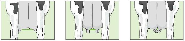 14: Rear Teat Position (RTP) The position of the Rear Teat from the centre of the quarter as viewed from the rear: 1 3 Outside of quarter 4 7 Middle of quarter 8 Touching 9 Crossing Reference scale: