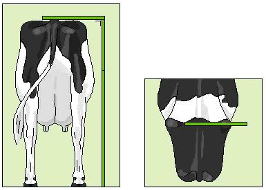 Heifer Scoring DIAGRAMMATICAL DESCRIPTIONS Standard Trait Definition The precise description of each trait is well defined and it is essential that the full range of linear scores to identify the