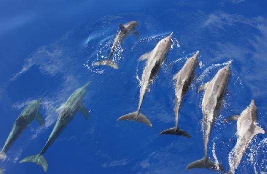 DOLPHIN ENCOUNTER - TOP DIVE Tahiti Throughout the year,