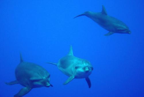 you will meet by couples or families the dolphins that are