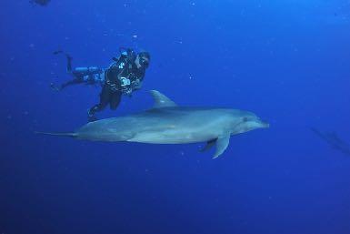 Water Aficionados Animal Encounters in the Wild Snorkeling (all of the islands) Scuba diving