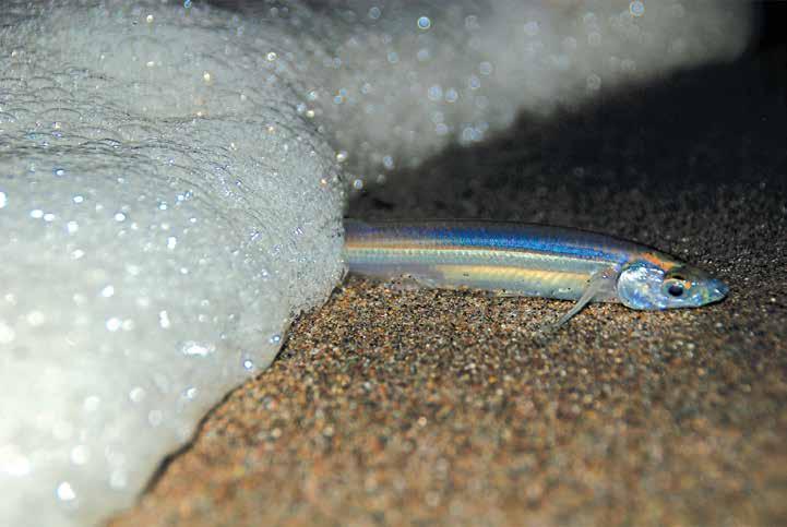 G is for Grunion Myth or Magic? by Nancy Oster PHOTOGRAPHY BY STEVE HOWARD A few scout fish arrive first to survey the beach. It s unseasonably balmy on the beach at midnight early in grunion season.
