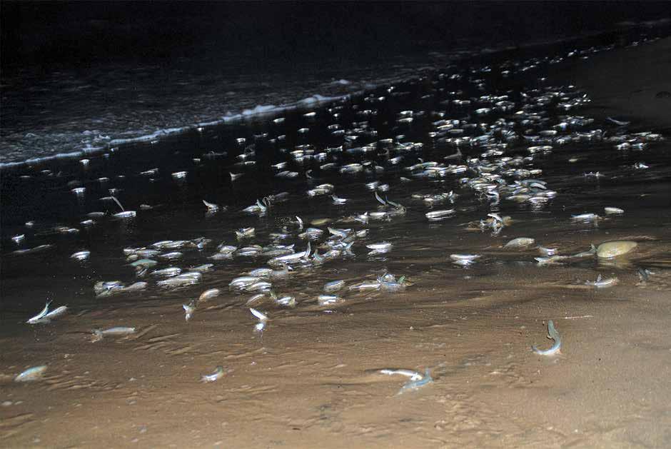 More grunion come onto the beach as the spawning gets underway.