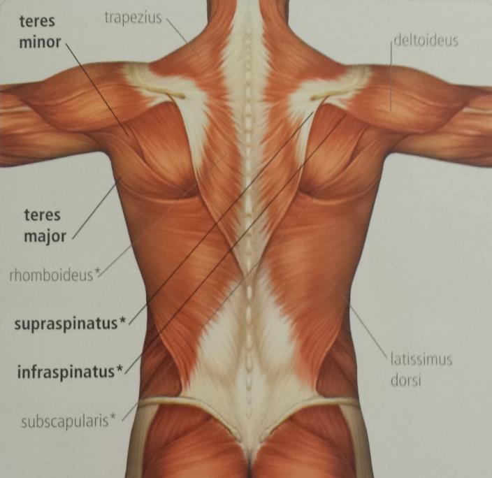 9 studies Kluemper et al (2006), Batalha et al (2012), Ramsi et al (2004) which all agree that when one of more of the rotator muscles are weak or damaged, the bones of the shoulder joint are not