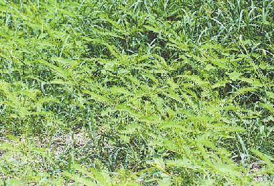 Barnyardgrass, commonly called wild millet, is found throughout the state. It thrives in moist conditions. Hemp sesbania, or coffee weed, has very little value for ducks.