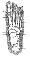 iomechanical foot function: a Podiatric perspective alcaneus Place the foot into neutral as previously described (Test 5). Now maximally dorsiflex the foot whilst preventing STJ pronation.