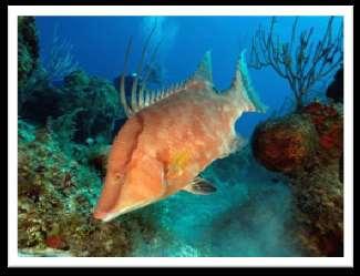 Michael, NOAA, 2005) Longspine squirrelfish
