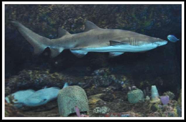 (Germick, Sandtiger Shark, Carcharias