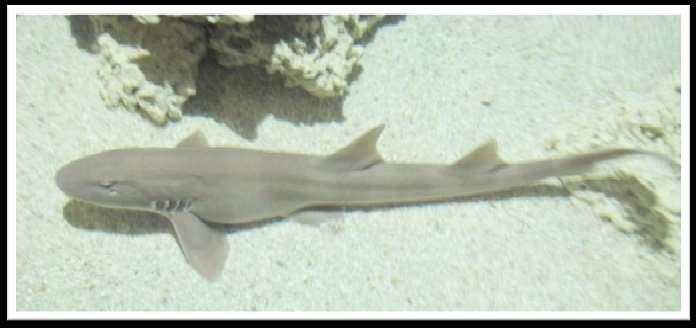 plagiosum, 2013) Brownbanded Bamboo Shark Chiloscylliu