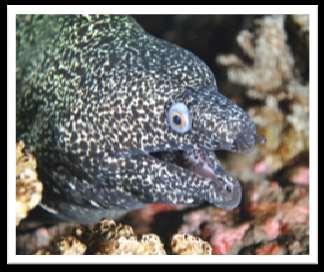 Spotted moray Gymnothorax