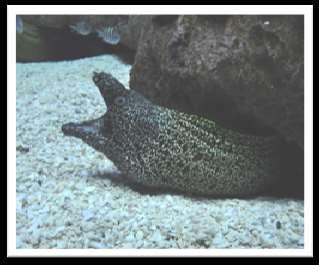 Spotted Moray, Gymnothorax