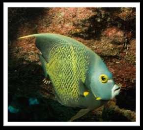 French angelfish Pomacanthus
